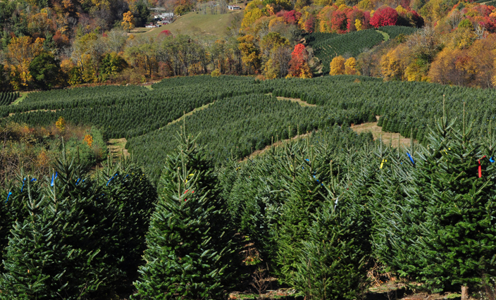 North Carolina Fraser Fir