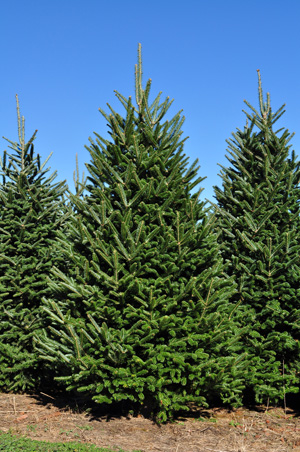 Fraser Fir Christmas Trees - Wholesale Fraser Firs